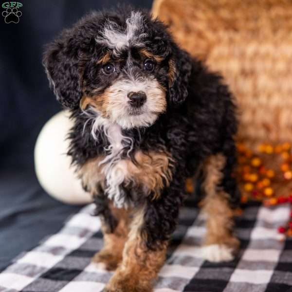 Zoey, Mini Bernedoodle Puppy
